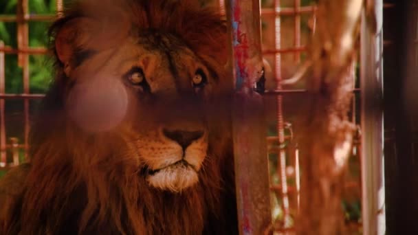 Erkek Bir Asyalı Aslan Panthera Leo Leo Yakın Çekim — Stok video