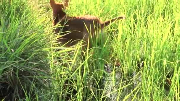 Perro Shiba Inu Paseando Entre Arrozal Suave Luz Mañana Campo — Vídeos de Stock