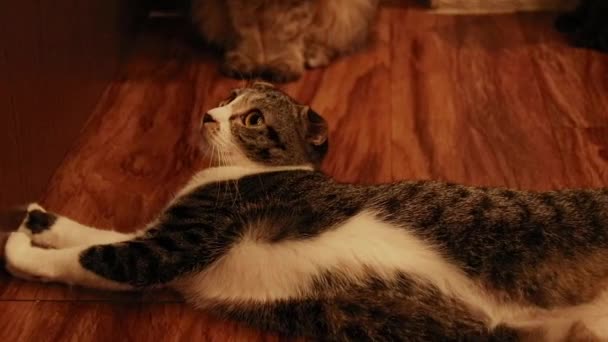 Szkocki Kot Wpatruje Się Uważnie Drzwi Łazienki Czekając Właściciel Wyjdzie — Wideo stockowe