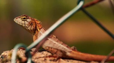 Doğulu bir bahçe kertenkelesi (Kalotes versicolor) güneşleniyor ve heykel gibi duruyor. 