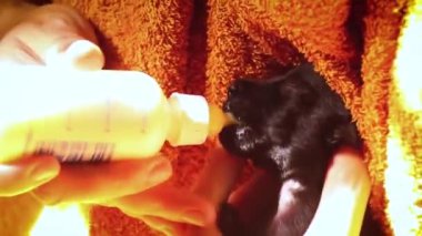 Prematüre siyah bir köpek yavrusunu bir hayvan barınağında şişeden sütle besleyen bir gönüllü.