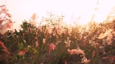 Esintide sallanan yabani çiçeklerle dolu bir çayırda gün batımı