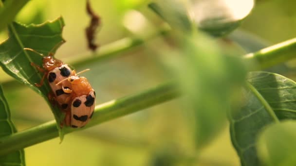 Bir Çift Benekli Kuşkonmaz Böceği Crioceris Duodecimpunctata Çiftleşmesi Yaygın Bir — Stok video
