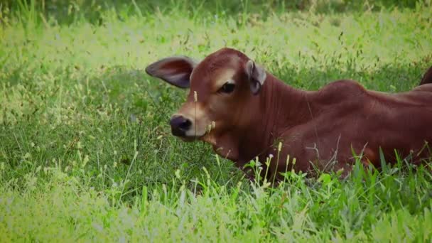 夏天的时候 一头可爱的奶牛在绿色的草地上休息 — 图库视频影像