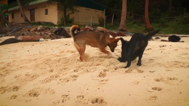 Dois Cães Brincalhões Cavando Areia Praia Koh Rong Island Camboja — Vídeo de Stock