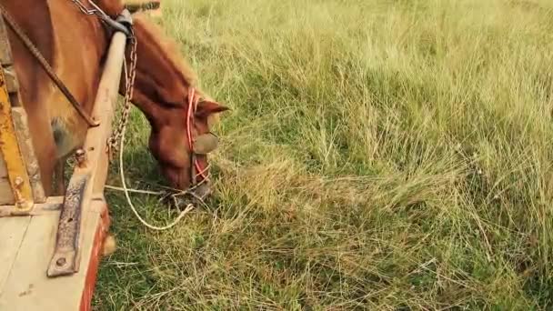在草地上休息和放牧的带有木制马车的农场马 — 图库视频影像