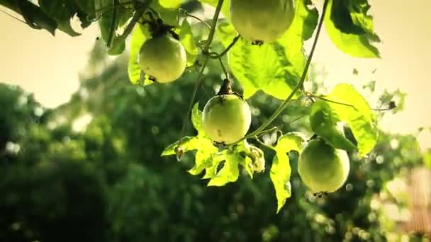 Zelená Vášeň Ovoce Visí Své Révy Zahradě Dvorku Ukazující Jednoduchost — Stock video