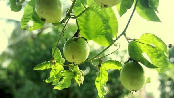 Zblízka Zelené Vášně Ovoce Organicky Pěstované Zahradě — Stock video