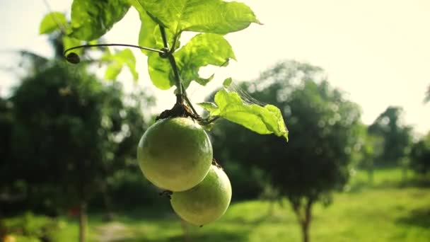 Zelené Vášeň Ovoce Organicky Pěstované Zahradě — Stock video