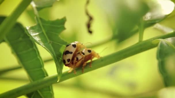Пара Плямистого Спаржа Жука Crioceris Duodecimunctata Поширений Садовий Шкідник — стокове відео