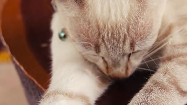 Detailní Záběr Siamské Kočky Jak Připravuje Zpomaleném Filmu — Stock video