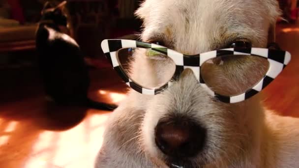 Perro Terrier Quitándose Sus Atrevidas Gafas Lectura Mostrando Concepto Lectura — Vídeos de Stock