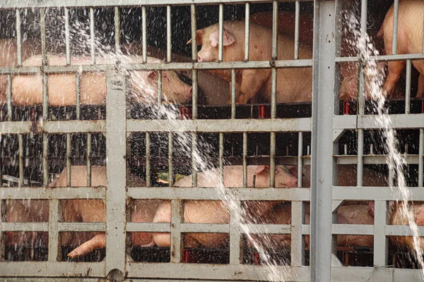 Świnie Spryskiwane Wodą Celu Ochłodzenia Podczas Transportu Rzeźni — Zdjęcie stockowe