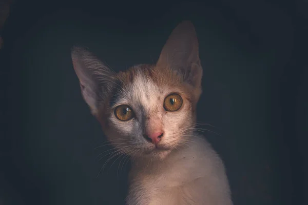 Portrait Dramatique Mignon Chaton Roux Émergeant Obscurité — Photo