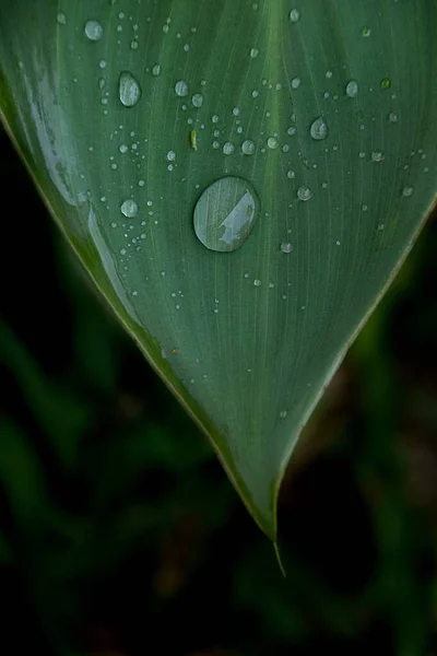 Großaufnahme Von Wassertropfen Die Sich Nach Dem Regen Auf Ein — Stockfoto