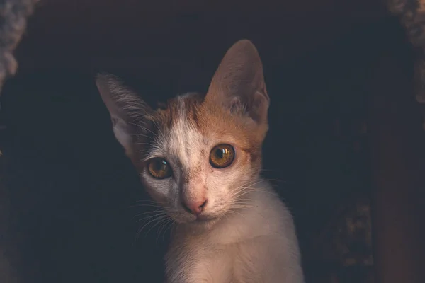 Dramatic Portrait Cute Ginger Kitten Emerging Dark — Stock Photo, Image