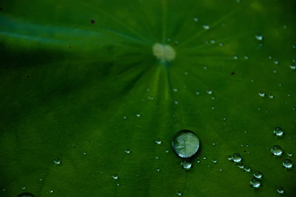 夏の雨の後 蓮の葉に捉えられた水滴 — ストック写真