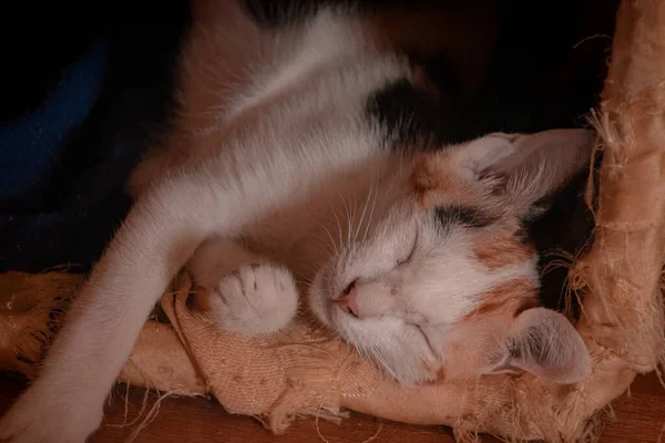 Primo Piano Simpatico Gattino Calico Che Dorme Tranquillamente Casa — Foto Stock