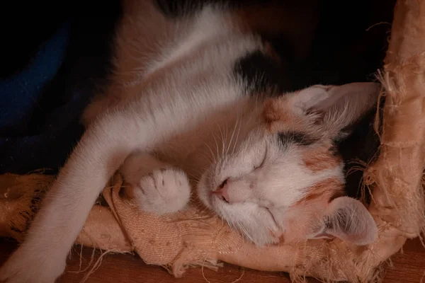 Close Gatinho Bonito Calico Dormindo Pacificamente Casa — Fotografia de Stock