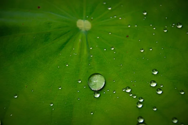 Wassertropfen Auf Einem Lotusblatt Nach Einem Sommerregen — Stockfoto