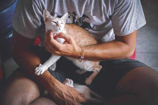 Güzel Bir Kedi Yavrusunu Nazikçe Tutan Bir Insanın Üst Görüntüsü — Stok fotoğraf