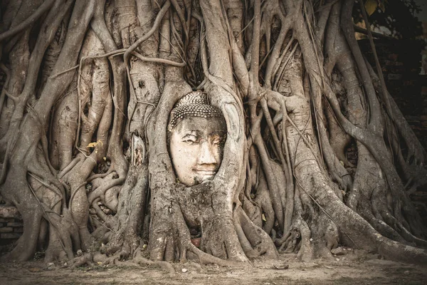 在泰国Ayutthaya历史公园的Wat Mahathat 一个与树根相连的佛像的负责人 — 图库照片