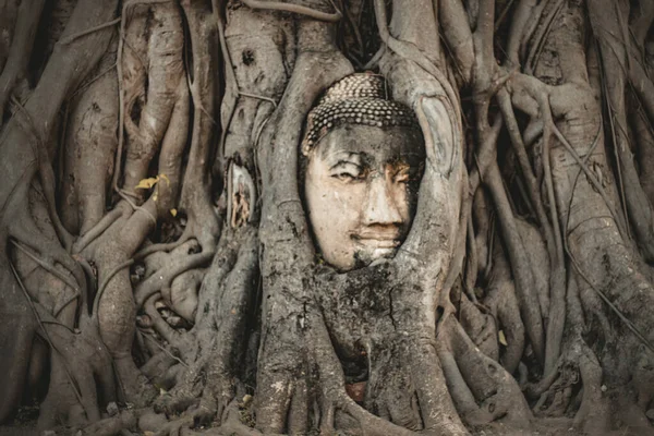 Tayland Daki Ayutthaya Tarih Parkı Ndaki Wat Mahathat Ağaç Kökleriyle — Stok fotoğraf