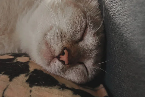 Primer Plano Cara Linda Gato Siamés Dormido — Foto de Stock