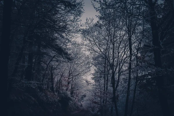 Fog Darkness Frost Covered Forest Winter — Stock Photo, Image