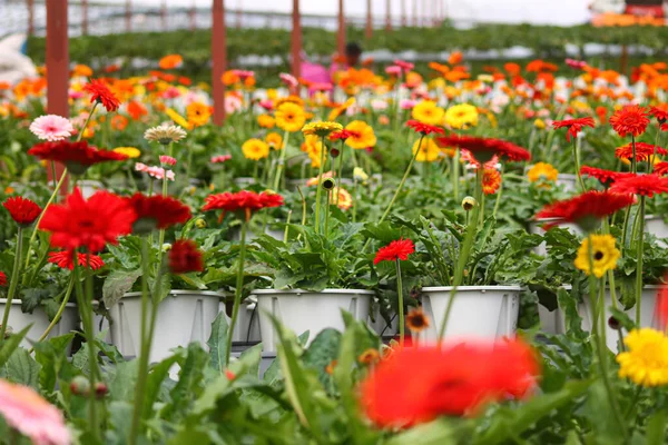 Malezya 'daki Cameron Highlands' ta modern ve organik çilek çiftlikleri