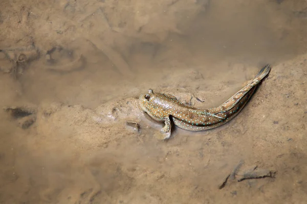 Periophthalmus Barbarus Vagy Sárhányó Közeli Képe — Stock Fotó