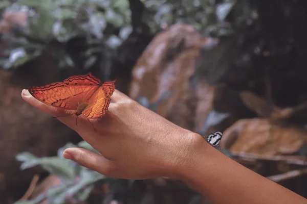 Motýl Sedící Ženské Ruce Ukazující Koncept Wellness Udržitelného Životního Stylu — Stock fotografie