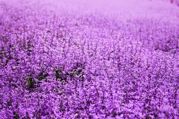 Close Catmint Flower Bush Nepeta Full Bloom 免版税图库图片