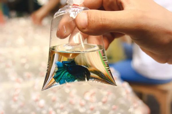Hand Hält Eine Plastiktüte Mit Einem Blauen Beta Fisch Inneren Stockbild