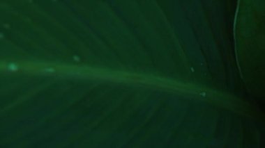 Bahar, Yeniden Doğuş ve Yeni Başlangıçlar konseptini gösteren yağmurdan sonra yaprağa takılan su damlacıklarını kapat