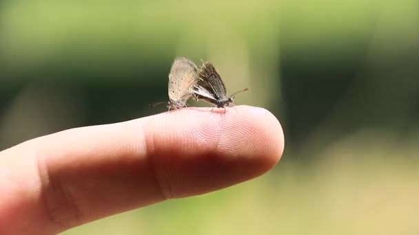 Zwei Schmetterlinge Paaren Sich Und Hocken Auf Einem Finger Der — Stockvideo