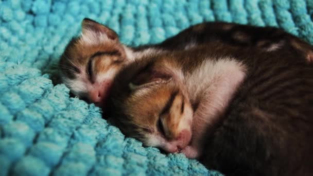 Primo Piano Due Gattini Che Dormono Stringono Insieme Riscaldarsi — Video Stock
