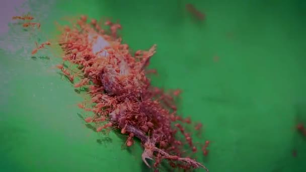 Acercamiento Una Rana Muerta Devorada Por Hormigas Rojas — Vídeos de Stock