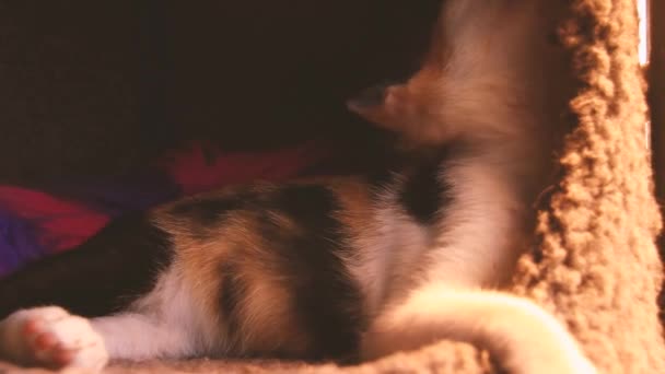 Curioso Gatito Calico Relajándose Dentro Cama Gato — Vídeos de Stock