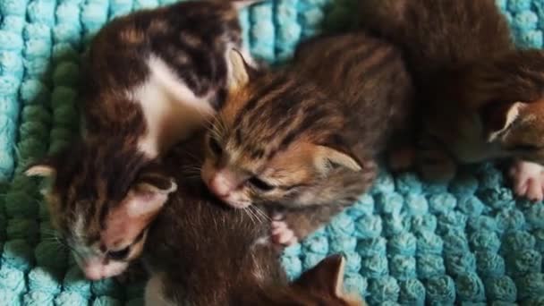 Roztomilé Kroutící Koťata Jejich Teplé Pohodlné Domácí Posteli — Stock video