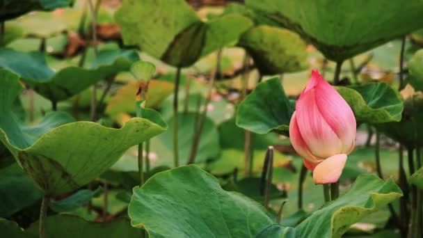 Ροζ Μπουμπούκι Λωτού Ταλαντεύεται Ανάμεσα Πράσινα Φύλλα Αργή Κίνηση — Αρχείο Βίντεο