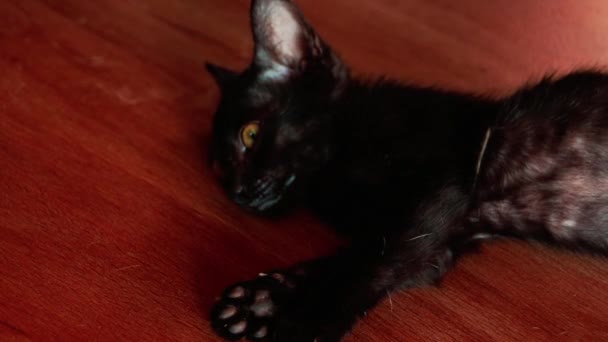 木製の床の上に寝そべっている黒い子猫 — ストック動画