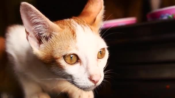 Close Van Een Angstig Uitziende Gember Kitten Slow Motion — Stockvideo