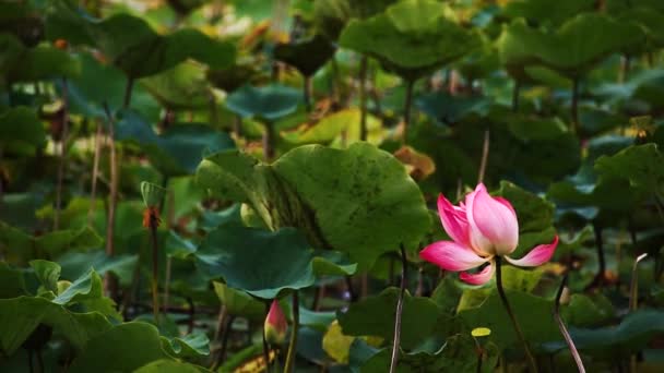 Lotus Λουλούδι Μια Λίμνη Απαλά Ταλαντευόμενα Φύλλα Που Δείχνει Την — Αρχείο Βίντεο