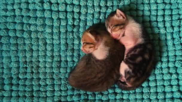 Vue Dessus Deux Chatons Mignons Cuiller Dormir Ensemble Sur Leur — Video