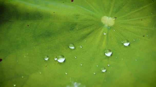 Waterdruppels Vangen Een Lotusblad Tijdens Regen Met Begrip Van Leven — Stockvideo