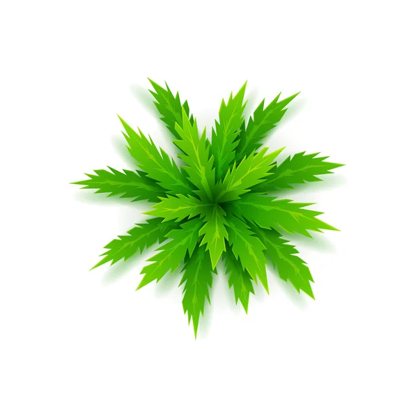 Vector palm tree isolated on a white background — Stock Vector