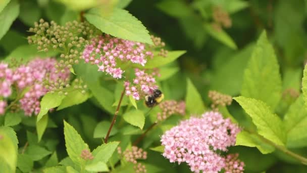 Bourdon Recueille Nectar Sur Les Fleurs Roses Vue Rapprochée Sur — Video