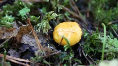 Erkek eli bıçakla kesilir ve küçük chanterelle mantarları toplar. Yaz ya da sonbahar ormanlarında orman yosunlarında yabani mantar kesme ve toplama manzarasını kapatın..