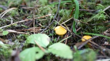 Erkek eli bıçakla kesilir ve küçük chanterelle mantarları toplar. Yaz ya da sonbahar ormanlarında orman yosunlarında yabani mantar kesme ve toplama manzarasını kapatın..